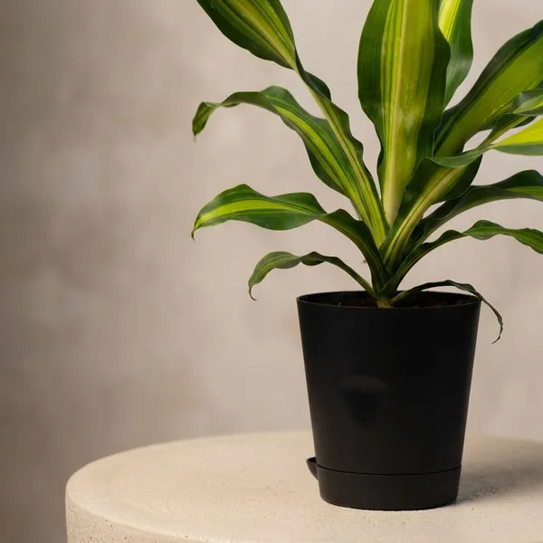 Black_Natural_Live_Plant_For_Indoor_Home_Decor
