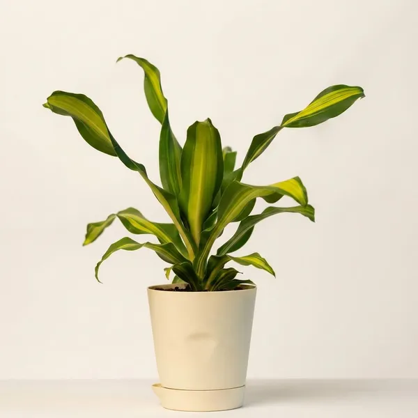 Beige_Natural_Live_Plant_For_Indoor_Home_Decor