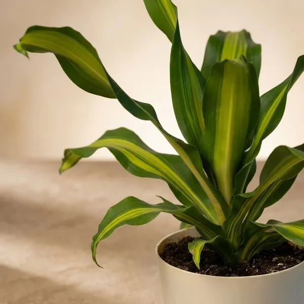 Beige_Natural_Live_Plant_For_Indoor_Home_Decor