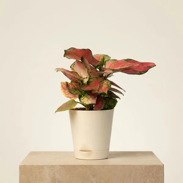 Beige_Natural_Foliage_Plant_For_Indoor_Home_Decor