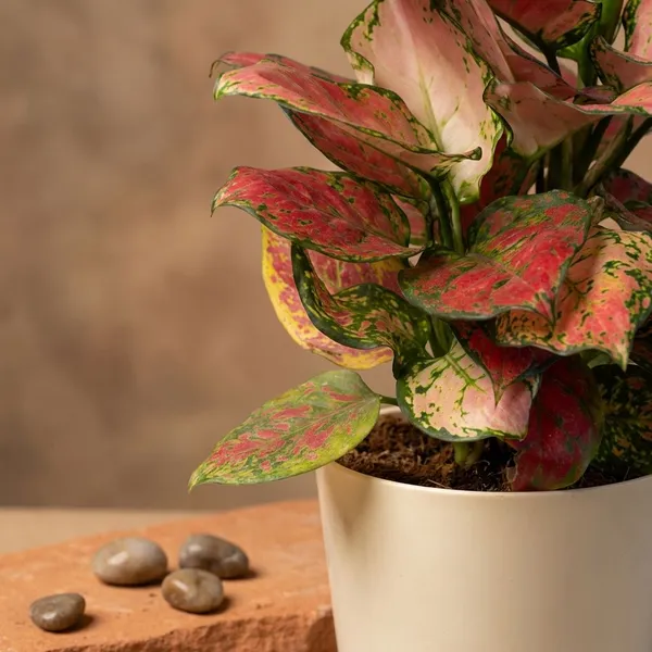 Beige_Natural_Foliage_Plant_For_Indoor_Home_Decor