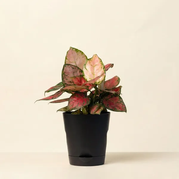Black_Natural_Foliage_Plant_For_Indoor_Home_Decor