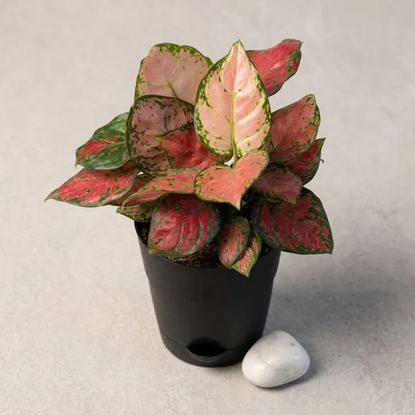 Black_Natural_Foliage_Plant_For_Indoor_Home_Decor