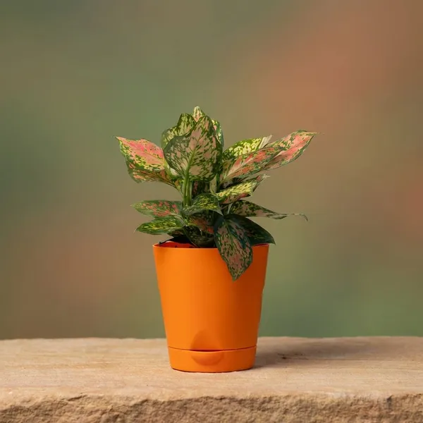Orange_Natural_Foliage_Plant_For_Indoor_Home_Decor