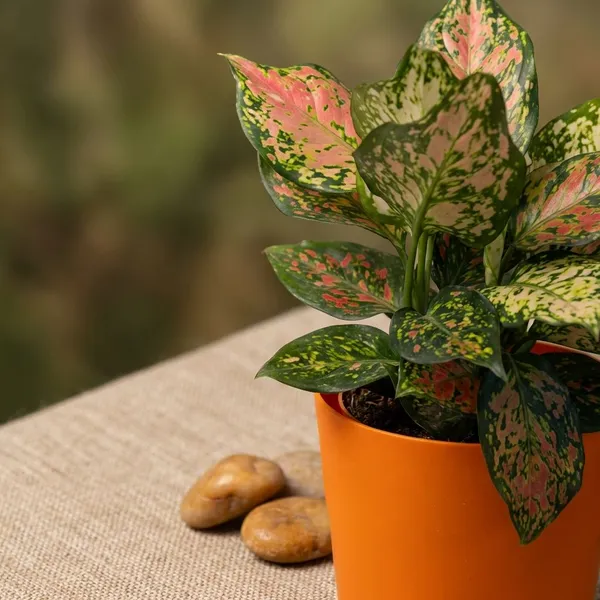 Orange_Natural_Foliage_Plant_For_Indoor_Home_Decor