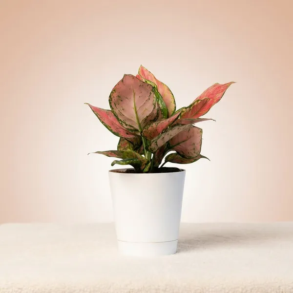 White_Natural_Foliage_Plant_For_Indoor_Home_Decor