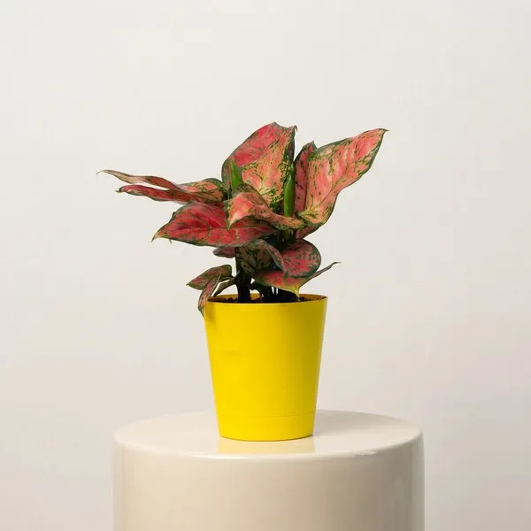 Yellow_Natural_Foliage_Plant_For_Indoor_Home_Decor
