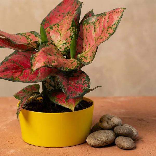 Yellow_Natural_Foliage_Plant_For_Indoor_Home_Decor