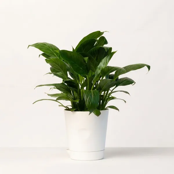 White_Natural_Flowering_Plant_For_Indoor_Home_Decor