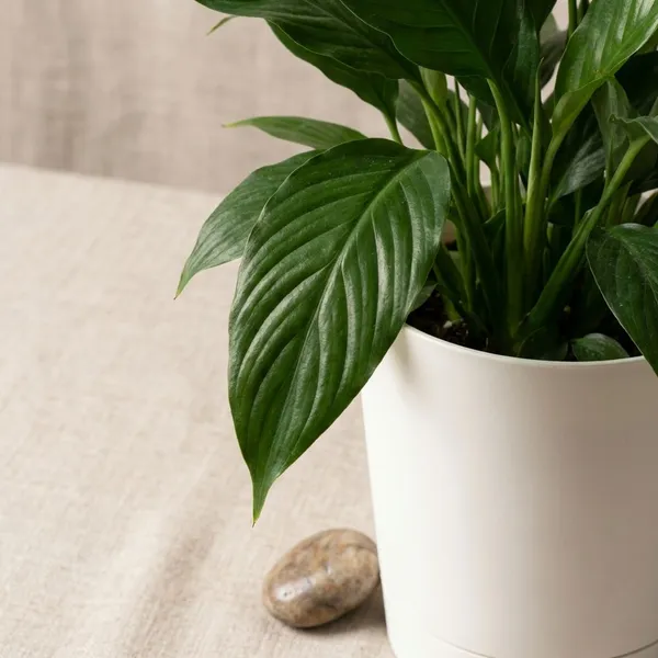 White_Natural_Flowering_Plant_For_Indoor_Home_Decor