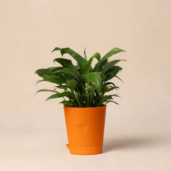 Orange_Natural_Flowering_Plant_For_Indoor_Home_Decor