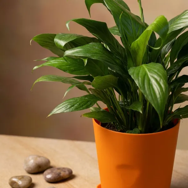 Orange_Natural_Flowering_Plant_For_Indoor_Home_Decor