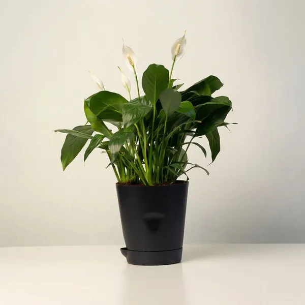 Black_Natural_Flowering_Plant_For_Indoor_Home_Decor