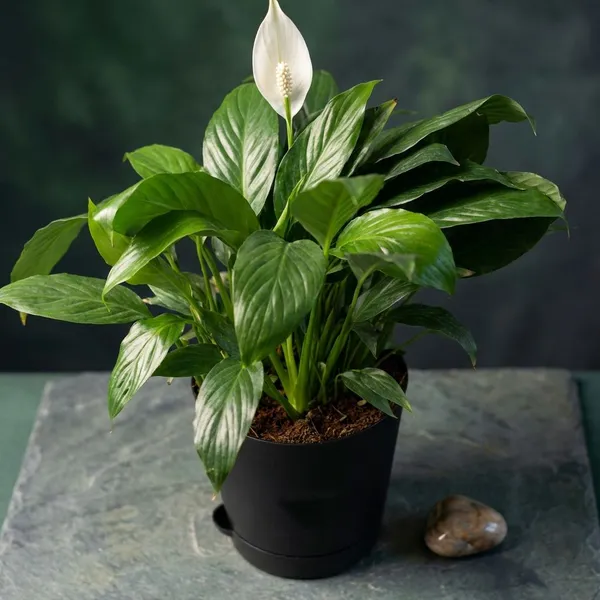 Black_Natural_Flowering_Plant_For_Indoor_Home_Decor