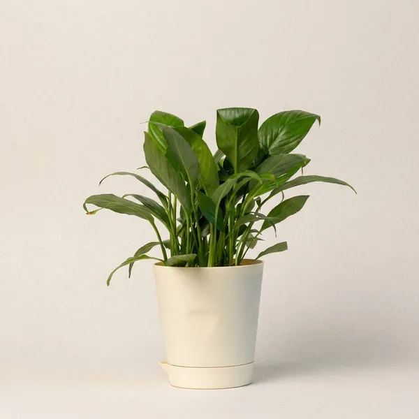 Beige_Natural_Flowering_Plant_For_Indoor_Home_Decor