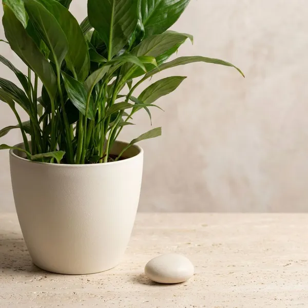 Beige_Natural_Flowering_Plant_For_Indoor_Home_Decor