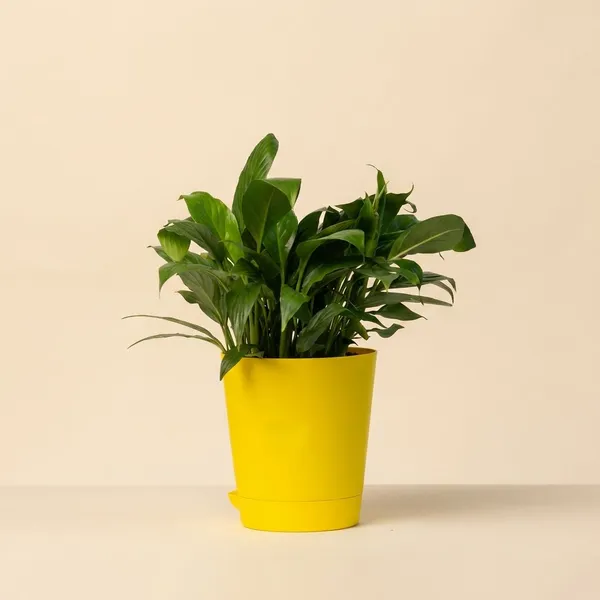 Yellow_Natural_Flowering_Plant_For_Indoor_Home_Decor