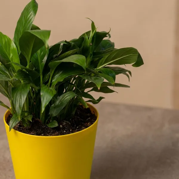 Yellow_Natural_Flowering_Plant_For_Indoor_Home_Decor
