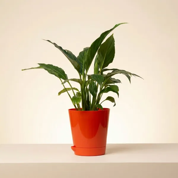 Red_Natural_Flowering_Plant_For_Indoor_Home_Decor