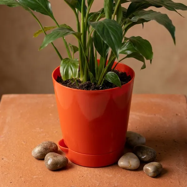 Red_Natural_Flowering_Plant_For_Indoor_Home_Decor
