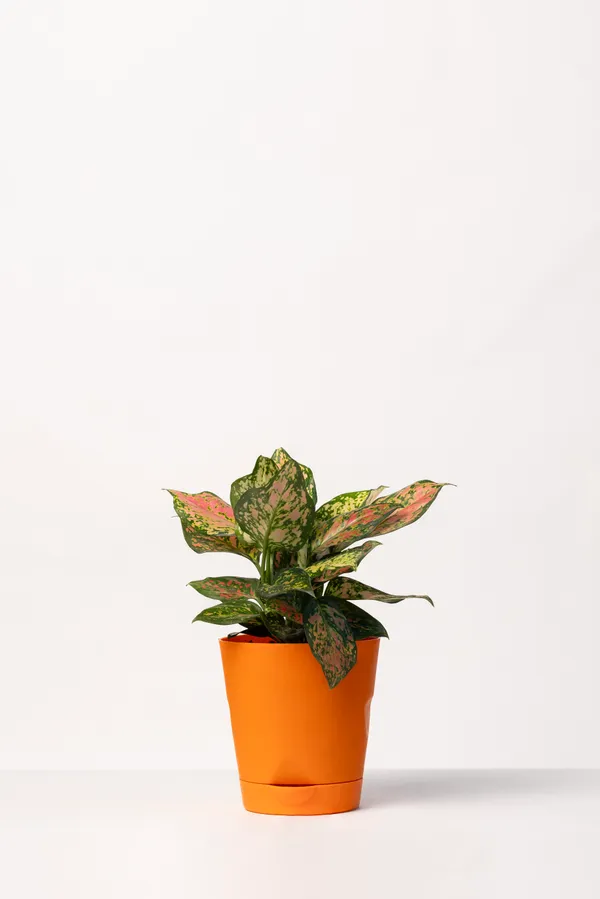 Orange_Natural_Foliage_Plant_For_Indoor_Home_Decor