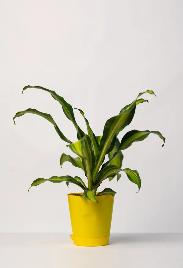 Pack_of_Yellow_And_White_Natural_Live_Plant_For_Indoor_Home_Decor