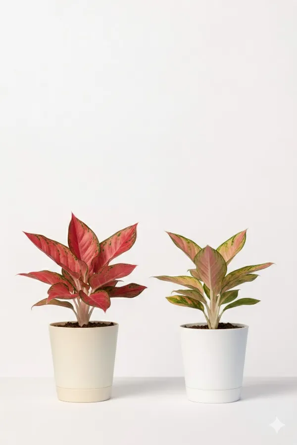 Pack_of_White_And_Beige_Natural_Foliage_Plant_For_Indoor_Home_Decor