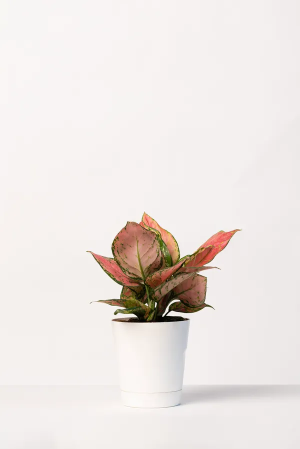 White_Natural_Foliage_Plant_For_Indoor_Home_Decor