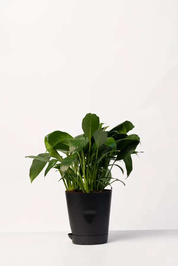 Black_Natural_Flowering_Plant_For_Indoor_Home_Decor