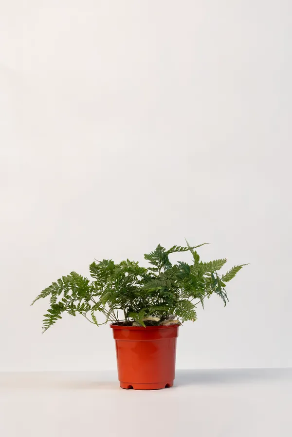 Red_Natural_Fern_Plant_For_Indoor_Home_Decor