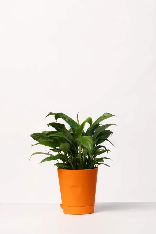Orange_Natural_Flowering_Plant_For_Indoor_Home_Decor