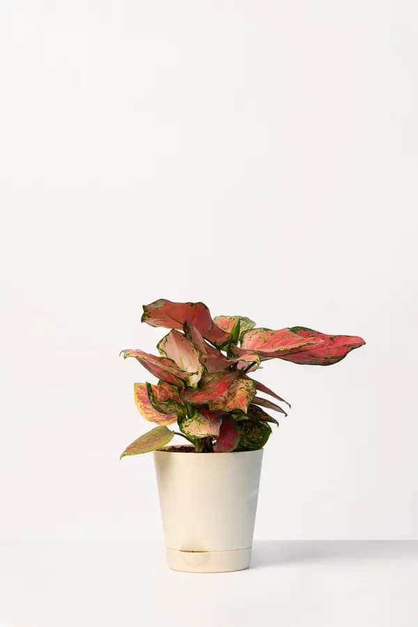Beige_Natural_Foliage_Plant_For_Indoor_Home_Decor