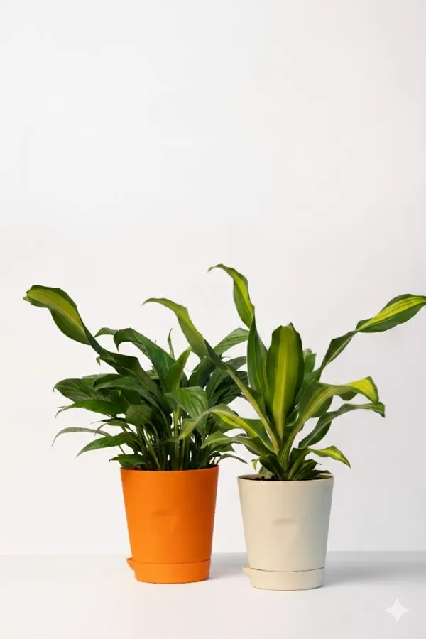 Pack_of_Beige_Natural_Live_Plant_And_Orange_Natural_Flowering_Plant_For_Indoor_Home_Decor