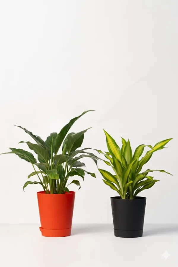 Pack_of_2_-_Black_Natural_Live_Plant_And_Red_Natural_Flowering_Plant_For_Indoor_Home_Decor