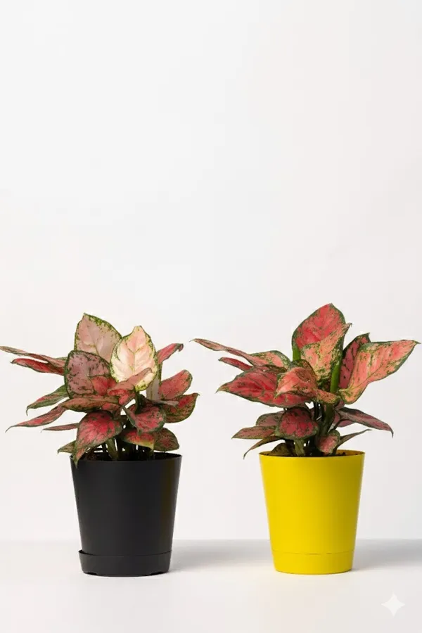Pack_of__Yellow_And_Black_Natural_Foliage_Plant_For_Indoor_Home_Decor