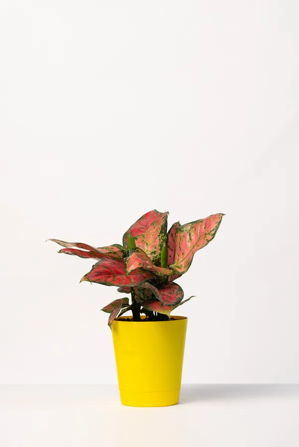 Yellow_Natural_Foliage_Plant_For_Indoor_Home_Decor
