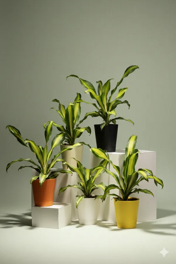 Orange_Natural_Live_Plant_For_Indoor_Home_Decor