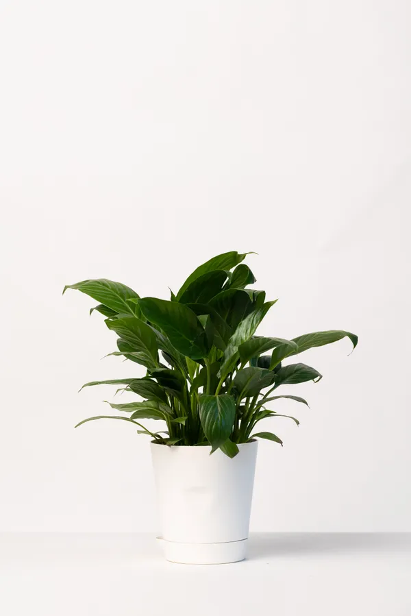 White_Natural_Flowering_Plant_For_Indoor_Home_Decor