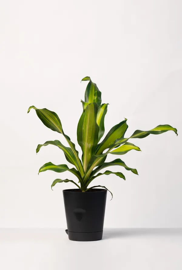 Pack_of_2_-_Black_Natural_Live_Plant_And_Red_Natural_Flowering_Plant_For_Indoor_Home_Decor