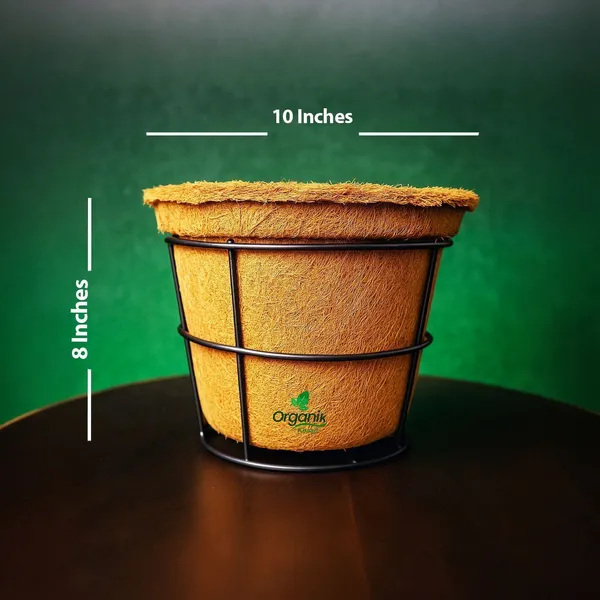 Brown_Coco_Pot_7_Inch_For_Indoor