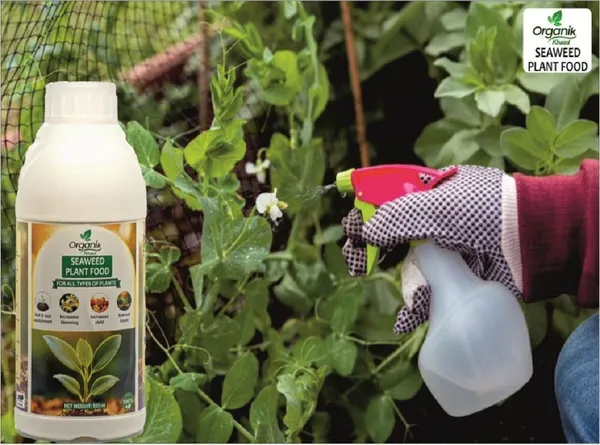 Multicolor_Essential_Seaweed_Extract_Liquid_Plant_Boost_For_Plants_And_Home_Gardening