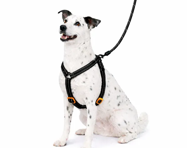 Nylon_Reflective_Collar_&_Rope_For_Dog_-_Black