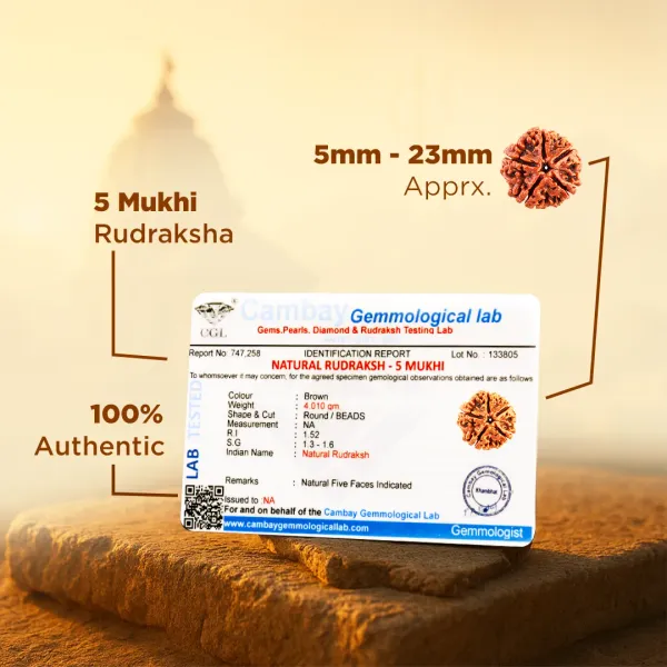 5_Mukhi_Rudraksha