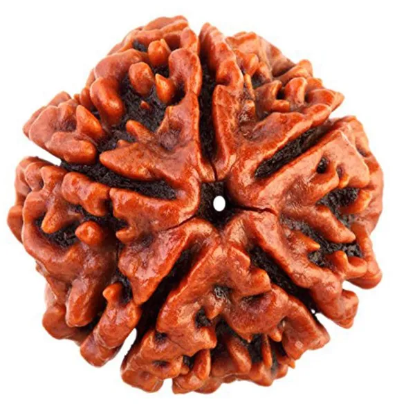 5_Mukhi_Rudraksha