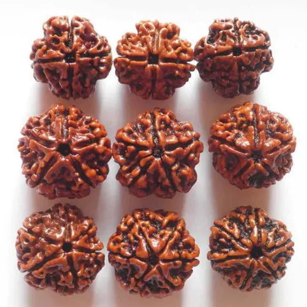 5_Mukhi_Rudraksha