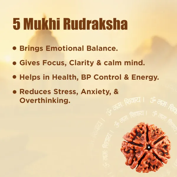 5_Mukhi_Rudraksha