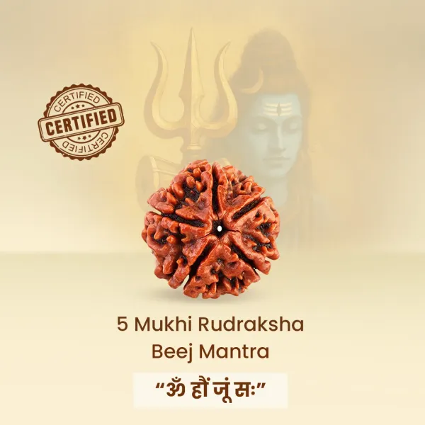 5_Mukhi_Rudraksha