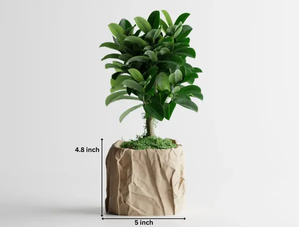 Crumbled_Paper_Pot