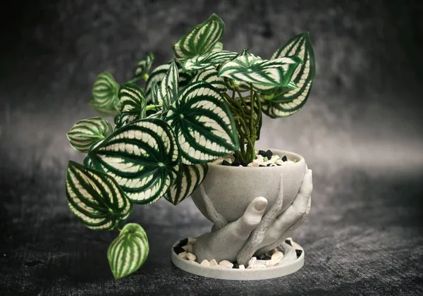 Simple_Roots_Hand_Vase