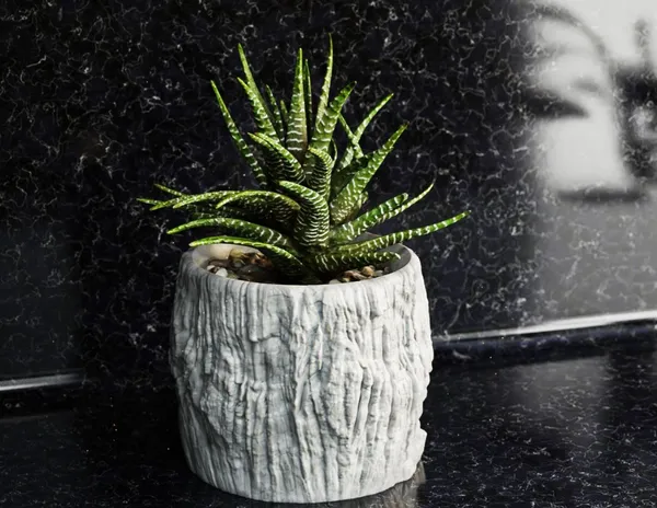Rock_Floower_Pot